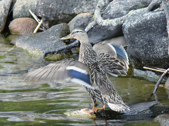 shoreline with duck