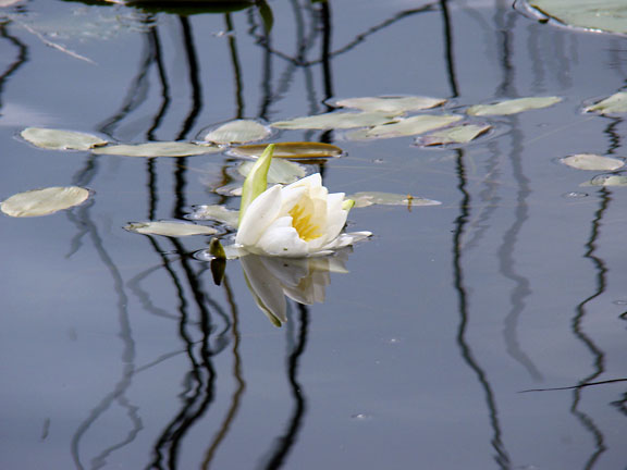 waterlily on Blackwater Lake 2011