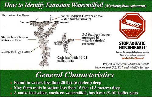 identify euraisian milfoil