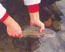 Proper release of fish