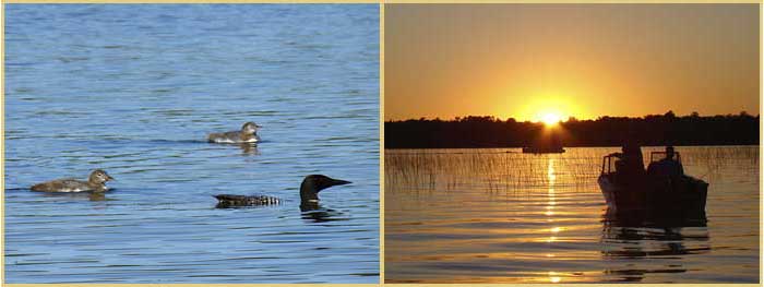 Loon with chicks and fishing at sunset