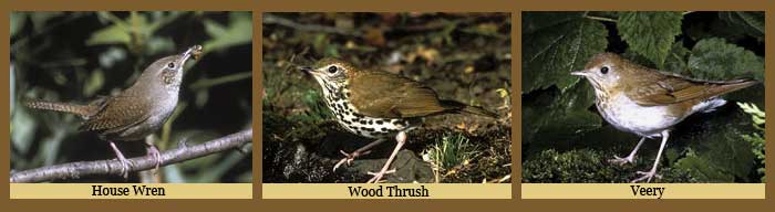 house wren, woodthrush and veery