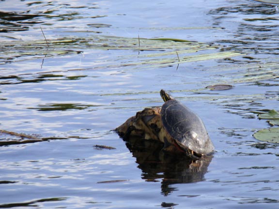 Turtle on Blackwater