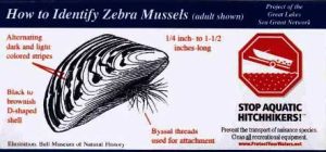 Zebra-Mussels