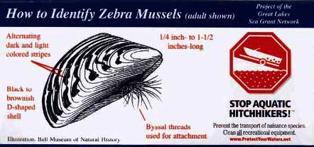 identify zebra mussles