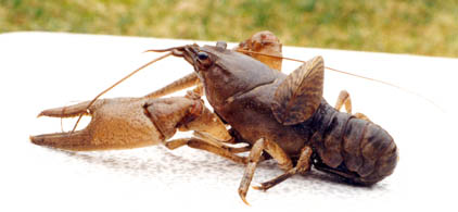 Zebra mussel attached to a crawfish